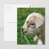 Bloem van de Baby geit Briefkaart (Voorkant / Achterkant)