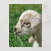 Bloem van de Baby geit Briefkaart (Voorkant)