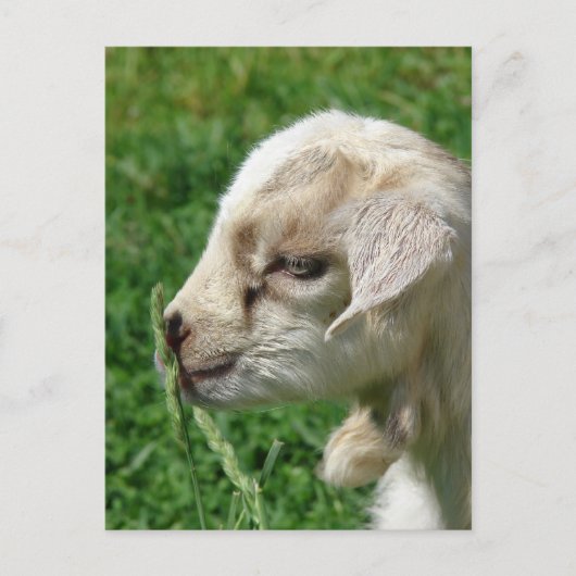 Bloem van de Baby geit Briefkaart (Voorkant)