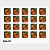 Bloem van de Ster van Bethlehem Plant Vierkante Sticker (Vel)