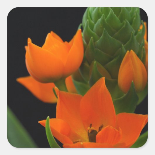 Bloem van de Ster van Bethlehem Plant Vierkante Sticker (Voorkant)