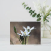 Bloem van de sterren van Bethlehem (Ornithogalum u Briefkaart (Staand voorkant)