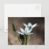 Bloem van de sterren van Bethlehem (Ornithogalum u Briefkaart (Voorkant / Achterkant)