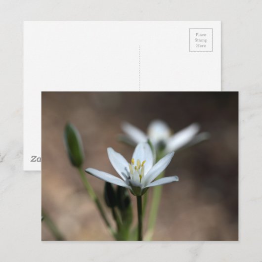 Bloem van de sterren van Bethlehem (Ornithogalum u Briefkaart (Voorkant / Achterkant)