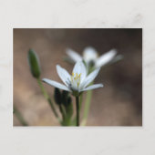 Bloem van de sterren van Bethlehem (Ornithogalum u Briefkaart (Voorkant)