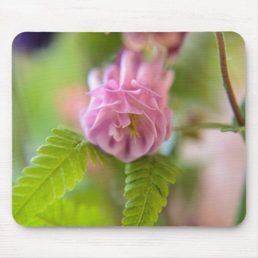Bloem van een Aquilegia Muismat (Voorkant)