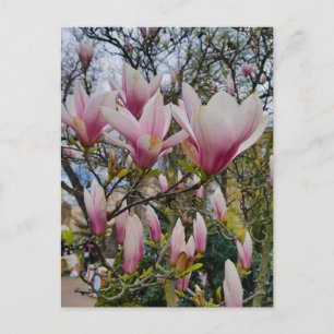 Bloem van grote roze magnolibloemen briefkaart