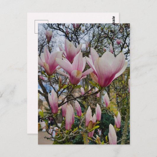 Bloem van grote roze magnolibloemen briefkaart (Voorkant / Achterkant)