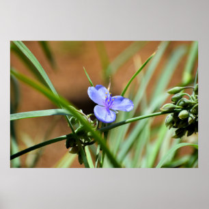 Bloem van spinwort poster