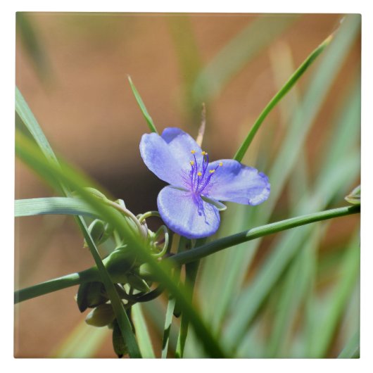 Bloem van spinwort tegeltje (Voorkant)