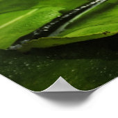 Bloem van waterlende (Lotus) Poster (Hoek)