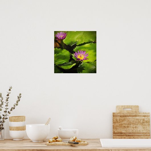 Bloem van waterlende (Lotus) Poster (Keuken)