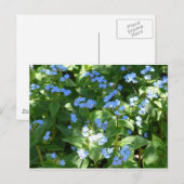Bloem, vergeet-mij-niet briefkaart (Voorkant / Achterkant)