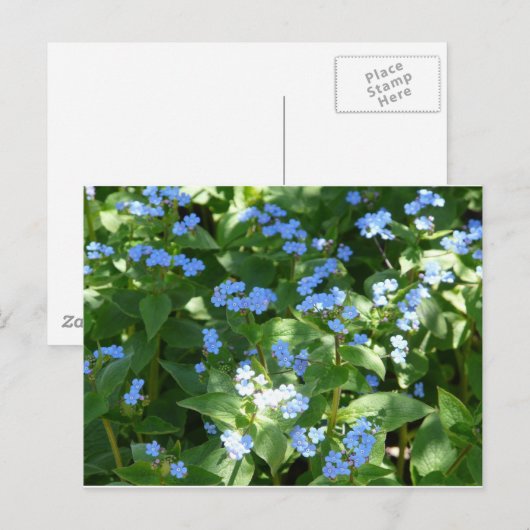 Bloem, vergeet-mij-niet briefkaart (Voorkant / Achterkant)