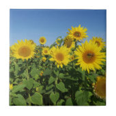 bloem, zon, plant, natuur, zomer, bloem, tegeltje (Voorkant)