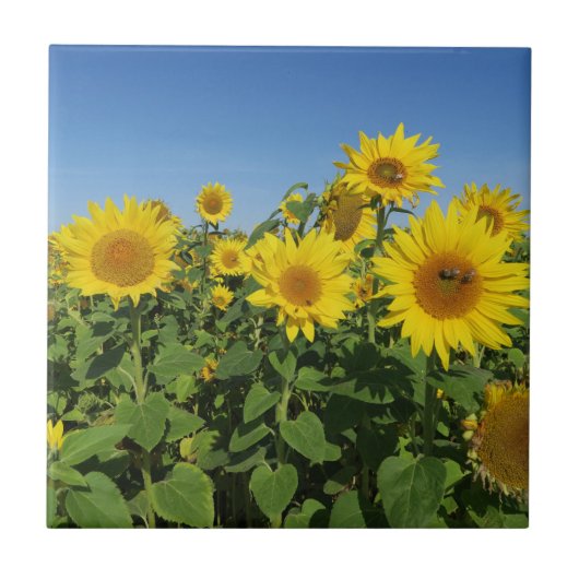 bloem, zon, plant, natuur, zomer, bloem, tegeltje (Voorkant)