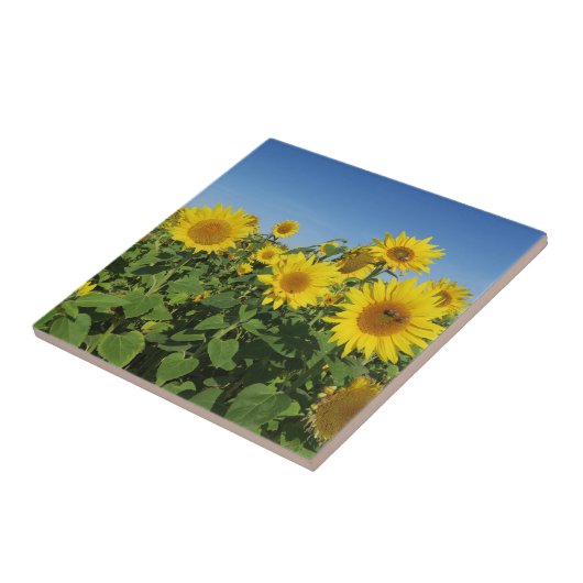 bloem, zon, plant, natuur, zomer, bloem, tegeltje (Zijkant)