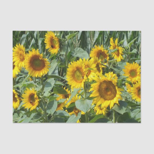 bloem, zon, plant, natuur, zomer, bloem, tissuepapier (Voorkant)