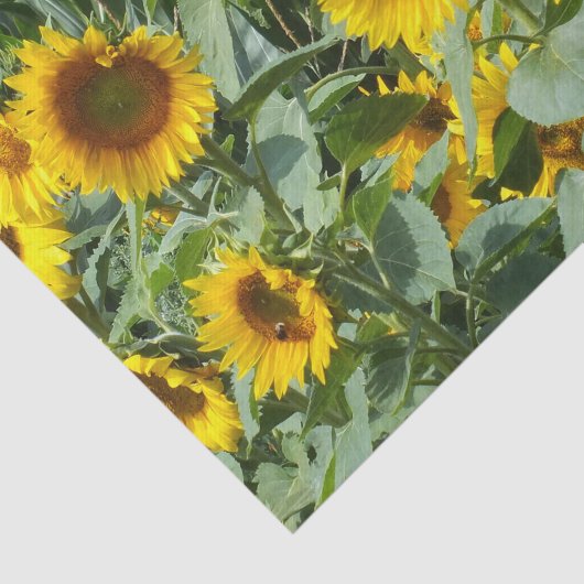 bloem, zon, plant, natuur, zomer, bloem, tissuepapier (Detail)