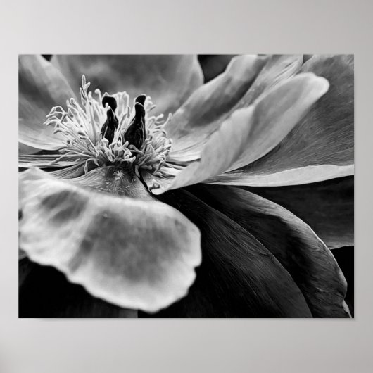 Bloem Zwart-wit Fotografische Art Print (Voorkant)