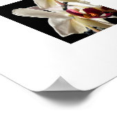 Bloemaccenten van witte Phalaenopsis-orchideeën Poster (Hoek)