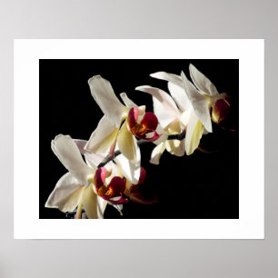 Bloemaccenten van witte Phalaenopsis-orchideeën Poster