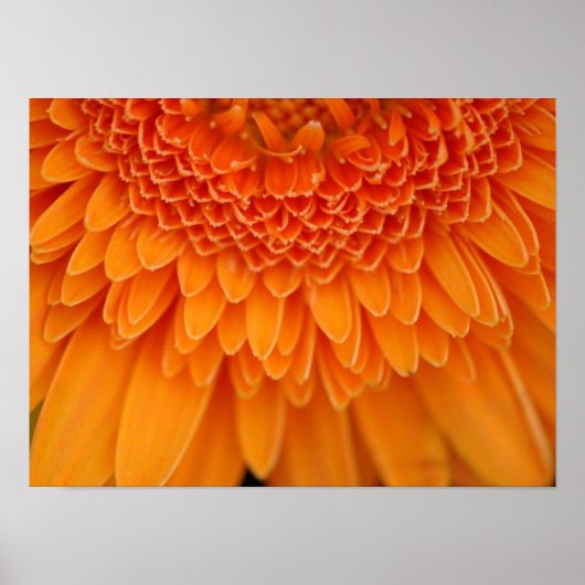 Bloembenzine Poster (Voorkant)