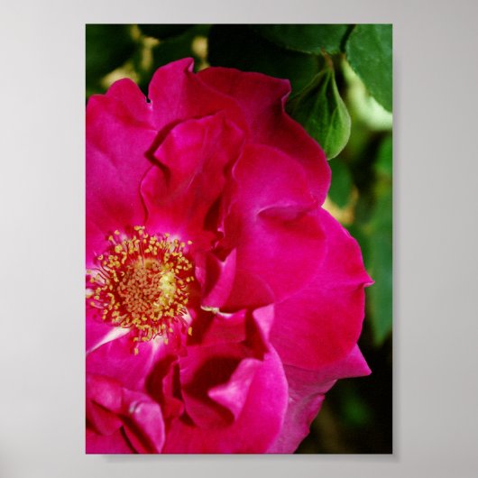 Bloemblaadjes van Summer Print (Voorkant)