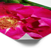 Bloemblaadjes van Summer Print (Hoek)