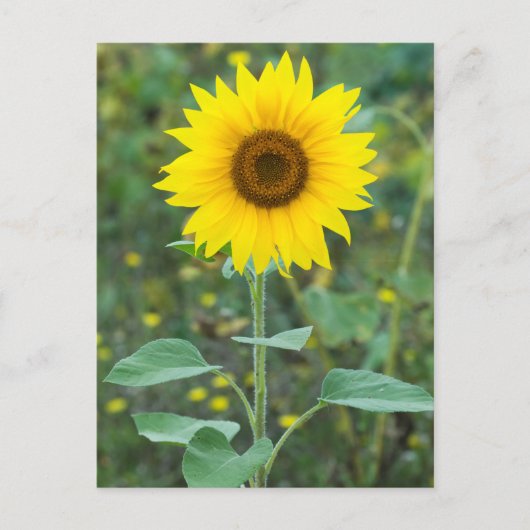 Bloembloem Briefkaart (Voorkant)