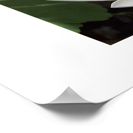 Bloembloem Poster (Hoek)