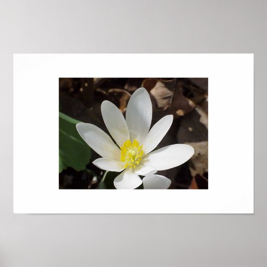 Bloembloem Poster (Voorkant)