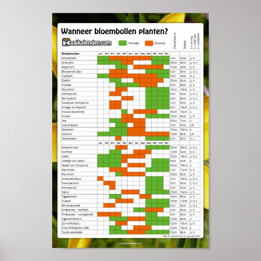 Bloembollen kalender poster (Voorkant)