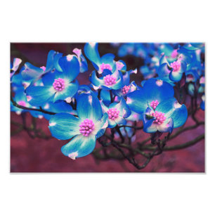 Bloemboombloem Foto Afdruk
