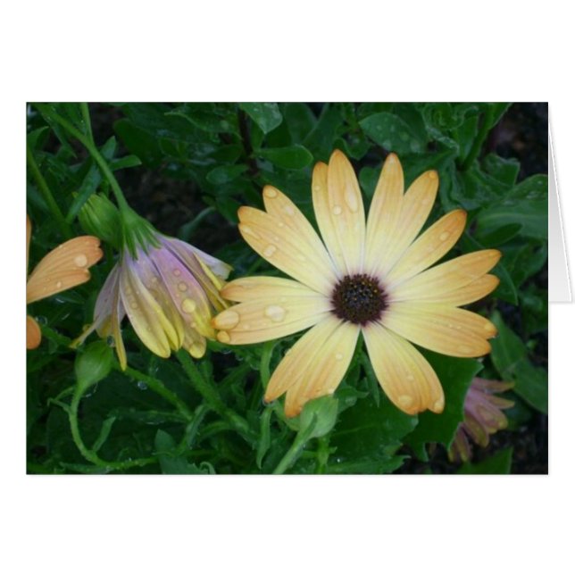 Bloemen (Voorkant Horizontaal)