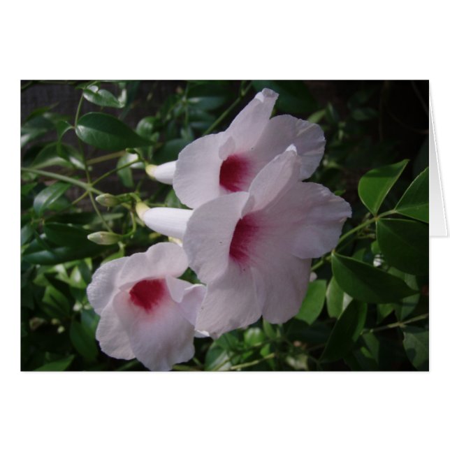 Bloemen (Voorkant Horizontaal)