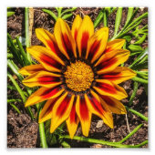 Bloemen 1 foto afdrukken (Voorkant)