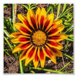 Bloemen 1 foto afdrukken