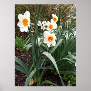 Bloemen 1 poster