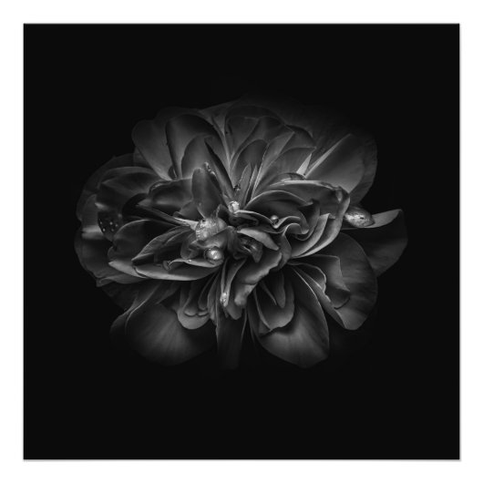 Bloemen 67 W Foto Afdruk (Voorkant)