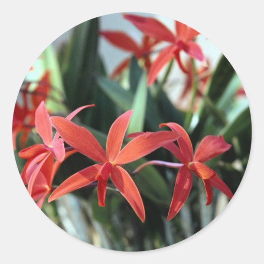 Bloemen 99 ronde sticker (Voorkant)