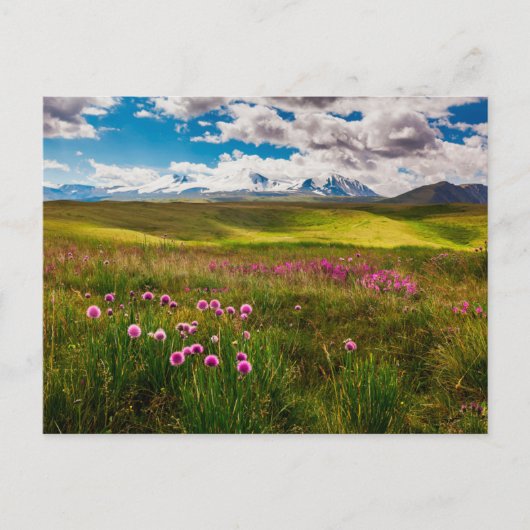 Bloemen | Altai-bergen, Siberië, Rusland Briefkaart (Voorkant)