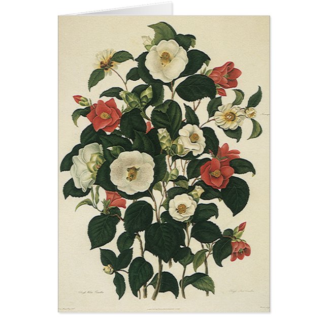  bloemen, Antiek Rozen van tuinbouw (Voorkant)
