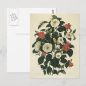  bloemen, Antiek Rozen van tuinbouw Briefkaart (Voorkant / Achterkant)