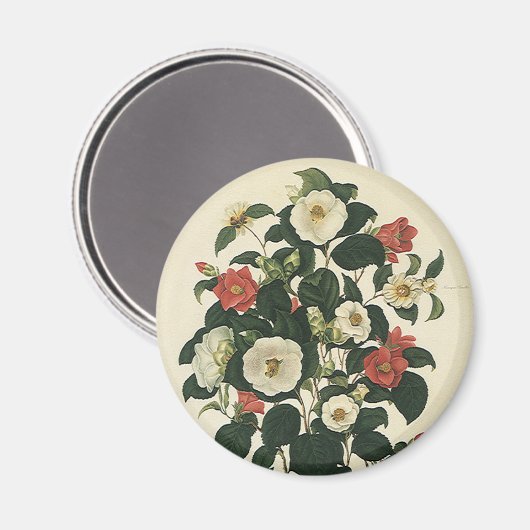  bloemen, Antiek Rozen van tuinbouw Magneet (Voorkant / Achterkant)