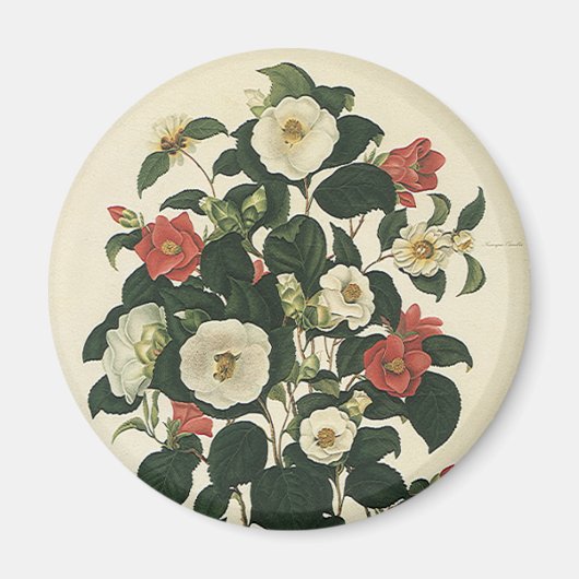  bloemen, Antiek Rozen van tuinbouw Magneet (Voorkant)