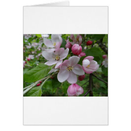 Bloemen Appelbloesem Roze Patroon Kunst