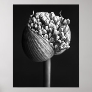 Bloemen   B&W Allium Flower Bud Poster