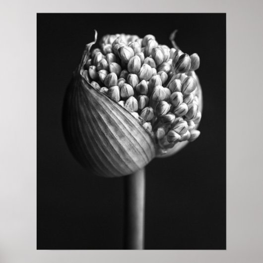 Bloemen | B&W Allium Flower Bud Poster (Voorkant)