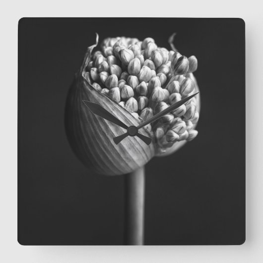 Bloemen | B&W Allium Flower Bud Vierkante Klok (Voorkant)